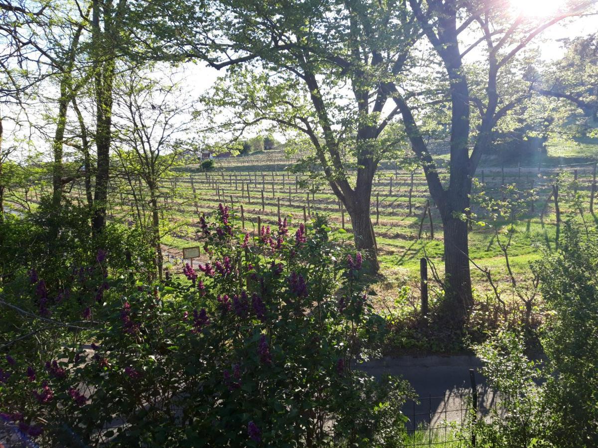 Pilikan Apartments - Park, Agroturism, Vineyard & Farm チェーセクトマイ エクステリア 写真