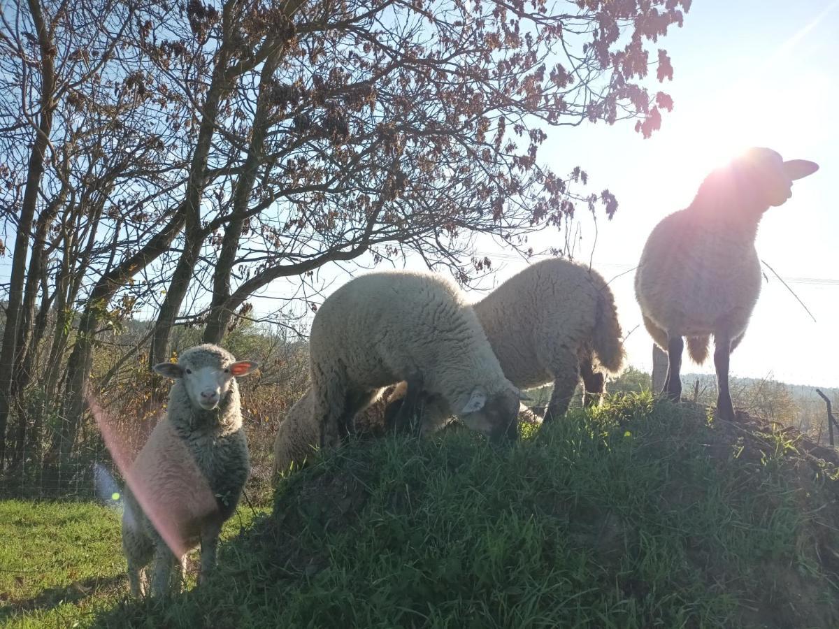 Pilikan Apartments - Park, Agroturism, Vineyard & Farm チェーセクトマイ エクステリア 写真