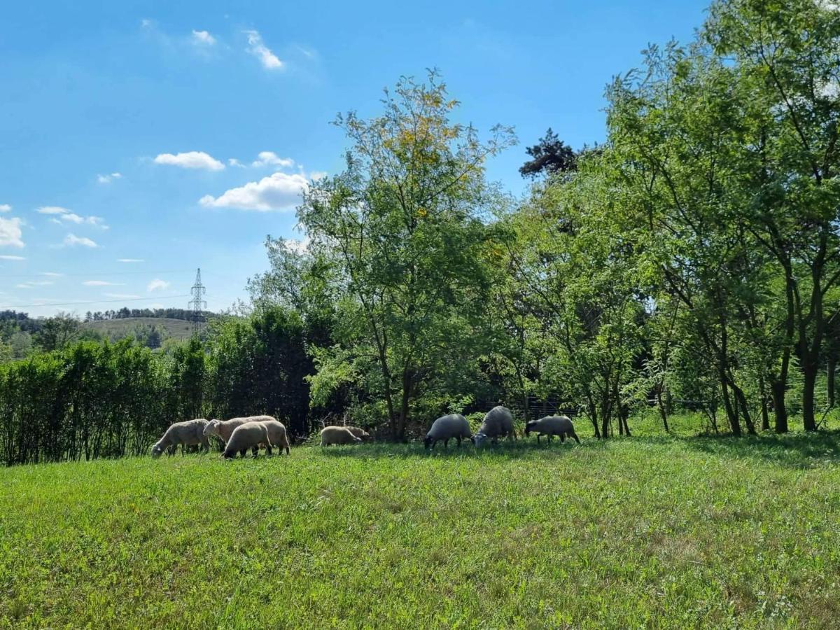 Pilikan Apartments - Park, Agroturism, Vineyard & Farm チェーセクトマイ エクステリア 写真