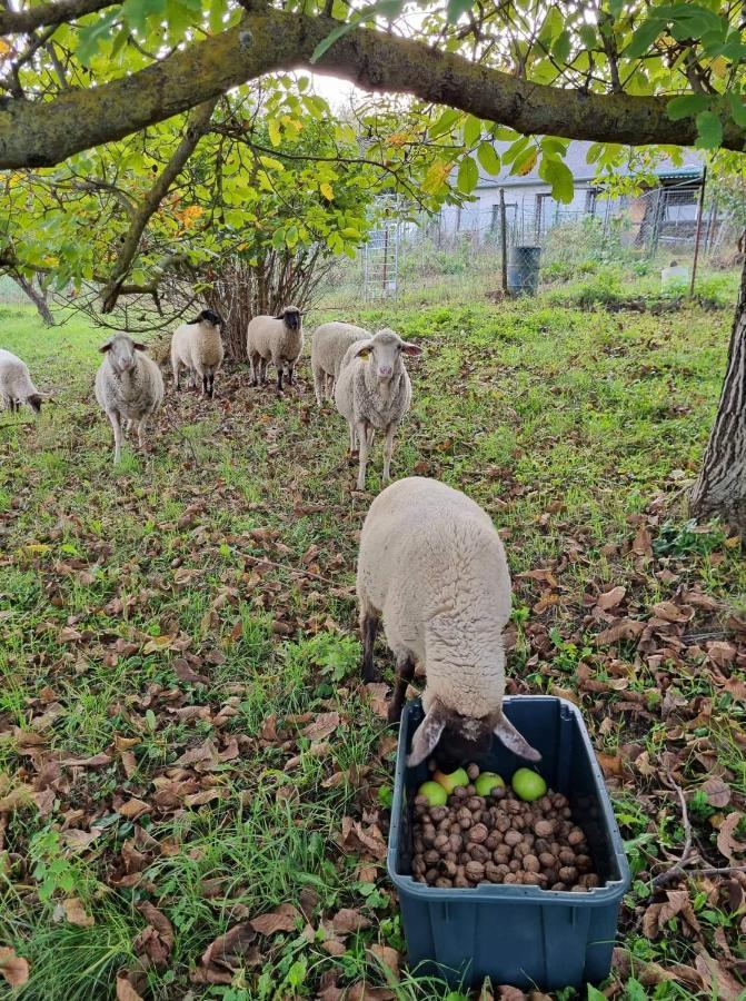 Pilikan Apartments - Park, Agroturism, Vineyard & Farm チェーセクトマイ エクステリア 写真
